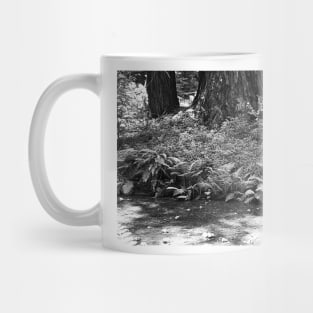 Muir Woods Study 10 Mug